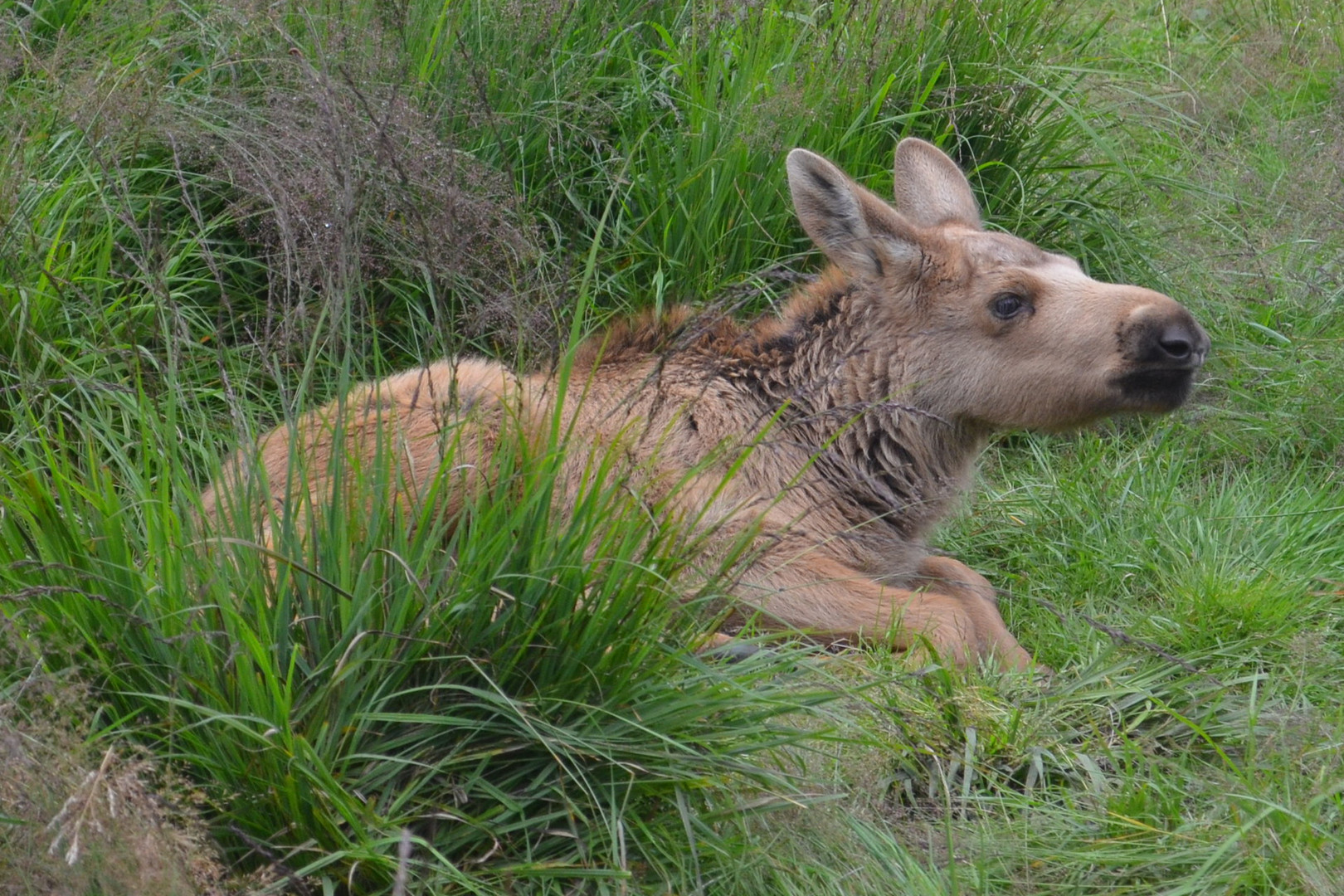 Elchkalb schläft im Gras