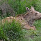 Elchkalb schläft im Gras