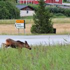 Elchkind wechselt die Fahrbahn