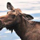 Elchkuh beim Baden