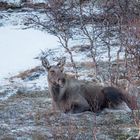 Elchkuh im winterlichen Nordnorwegen