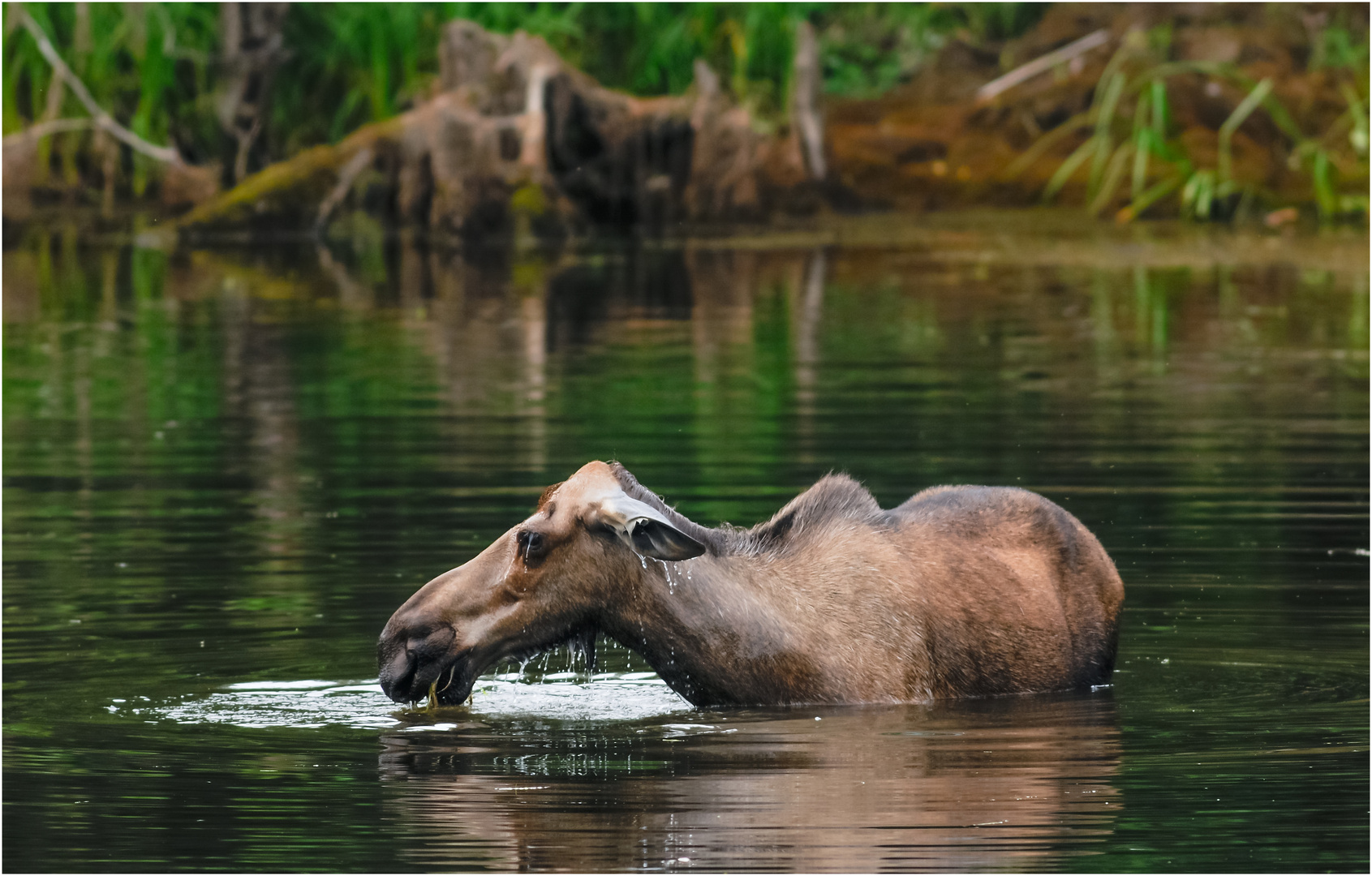 Elchkuh in Alaska beim Hauptgang