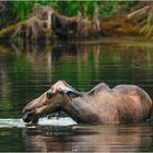 Elchkuh in Alaska beim Hauptgang