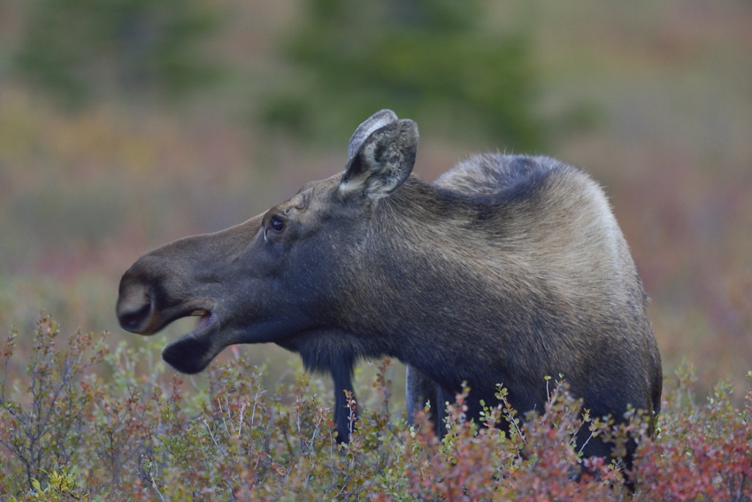 Elchkuh in Denali