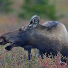 Elchkuh in Denali