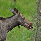 Elchkuh lässt es sich schmecken