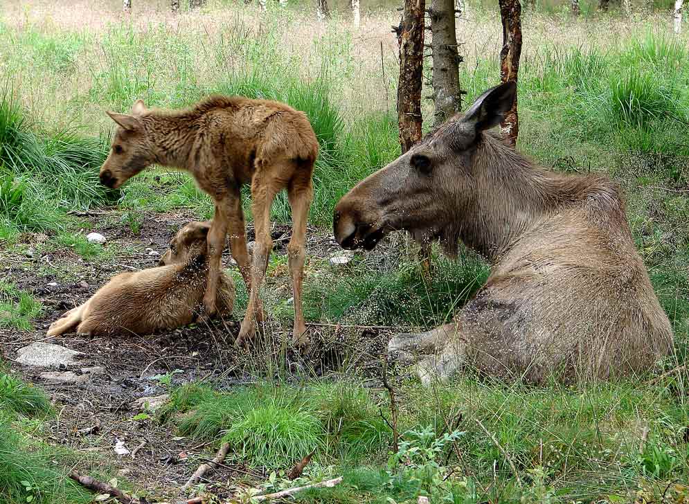 Elchkuh mit ihren Kälbern