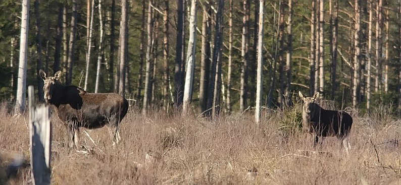 Elchkuh mit Kalb