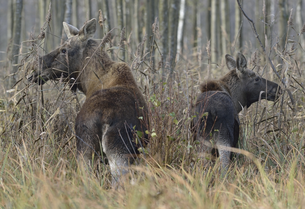 Elchkuh mit Kalb