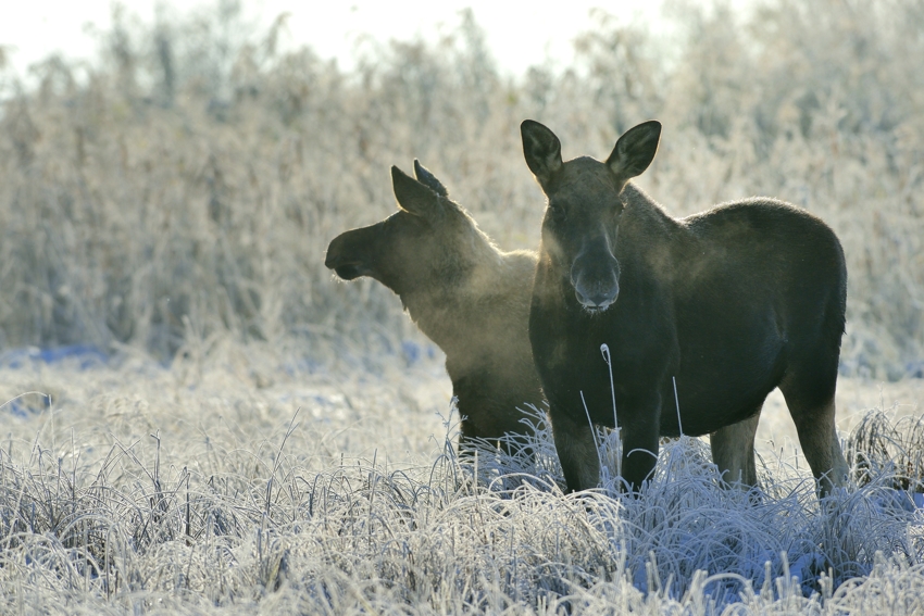 Elchkuh mit Kalb im Biebrza Nationalpark, Polen