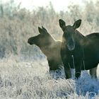 Elchkuh mit Kalb im Biebrza Nationalpark, Polen