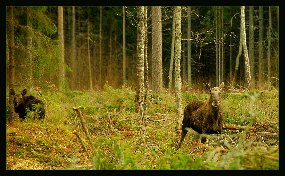 Elchkuh mit Kalb in freier Wildbahn !