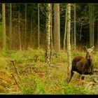 Elchkuh mit Kalb in freier Wildbahn !