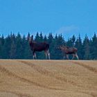 Elchkuh mit Kalb, Süd-Ost Norwegen