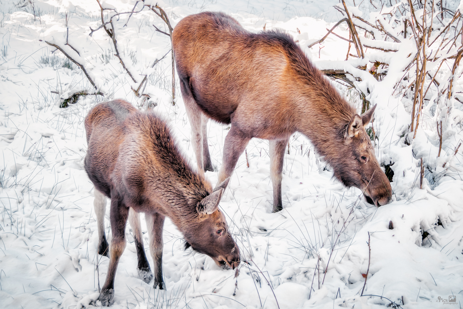 Elchkuh mit Kind - Tiere146