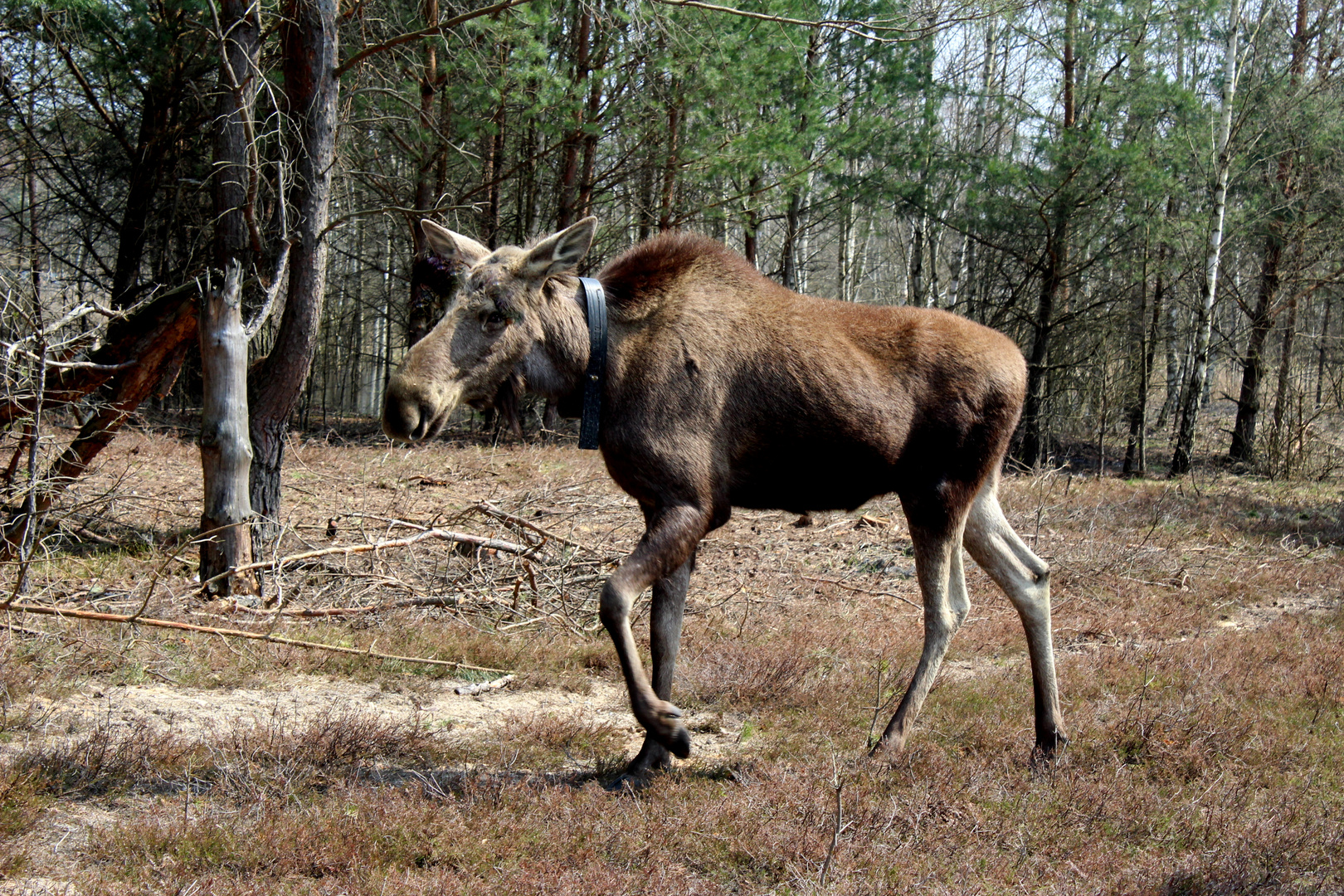 Elchkuh Runa in ihrem Lebensraum bei Dauban