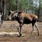 Elchkuh Runa in ihrem Lebensraum bei Dauban