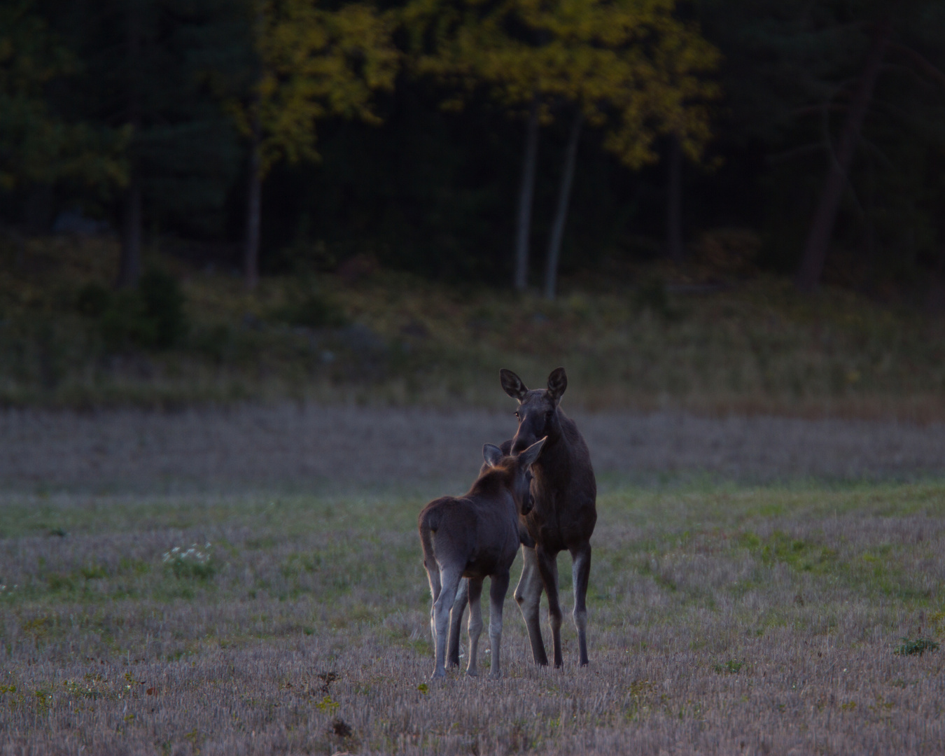 Elchkuh und Kalb auf dem Feld