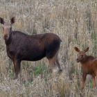 Elchkuh und Kalb auf dem Weizenfeld