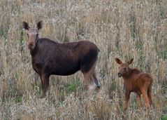 Elchkuh und Kalb auf dem Weizenfeld