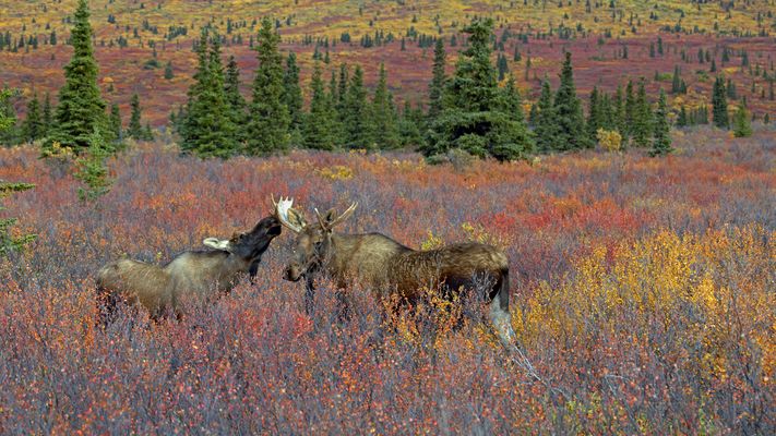 Elchliebe in Alaska