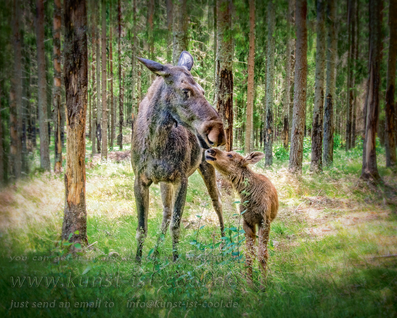 Elchmutter und Elchkind im schwedischen Wald