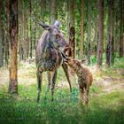 Elchmutter und Elchkind im schwedischen Wald