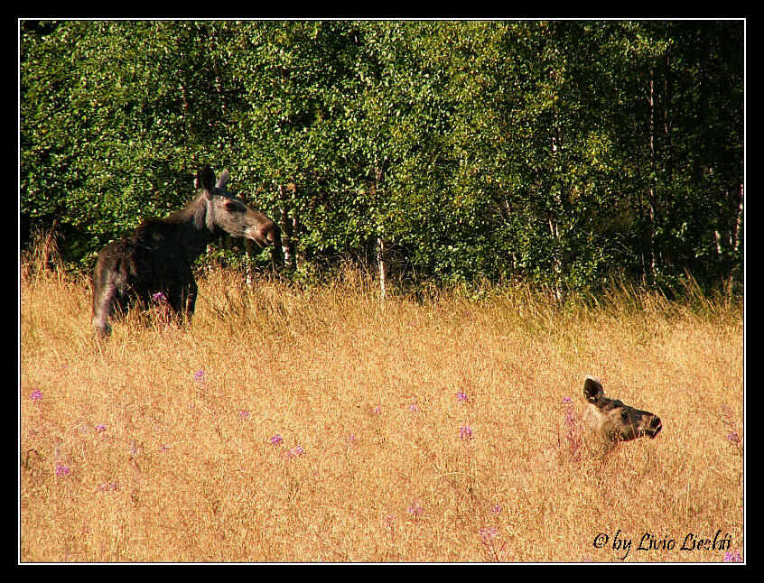 Elchmutti und Elchbaby...