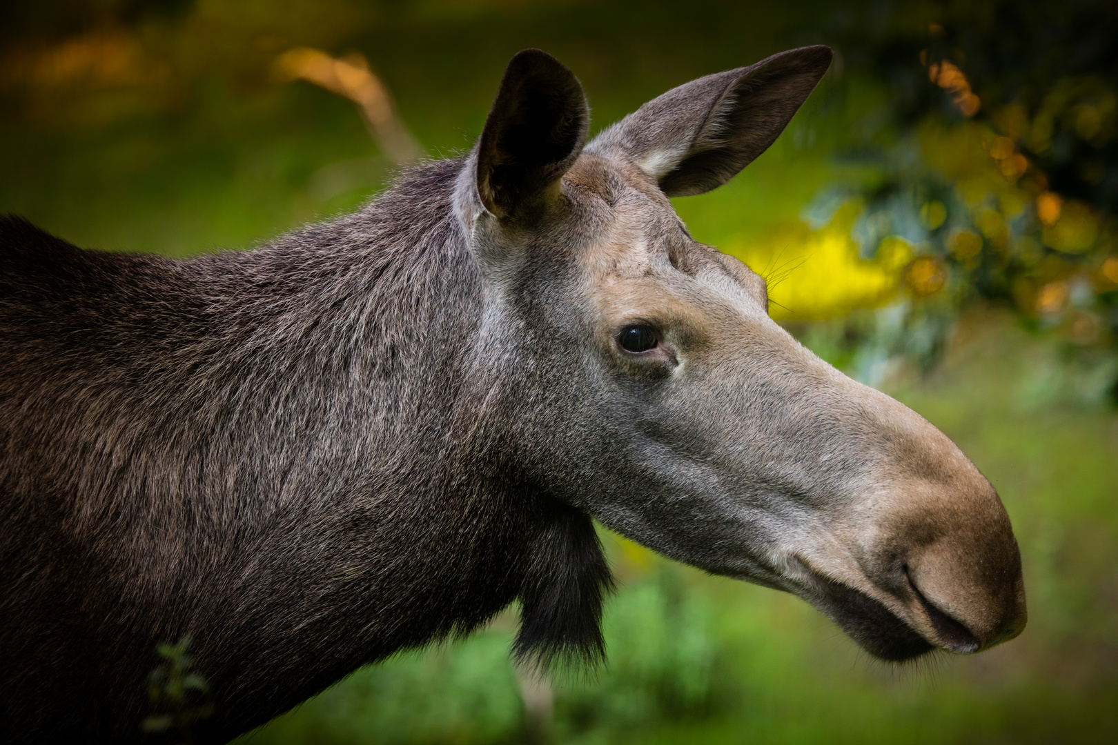 Elchportrait