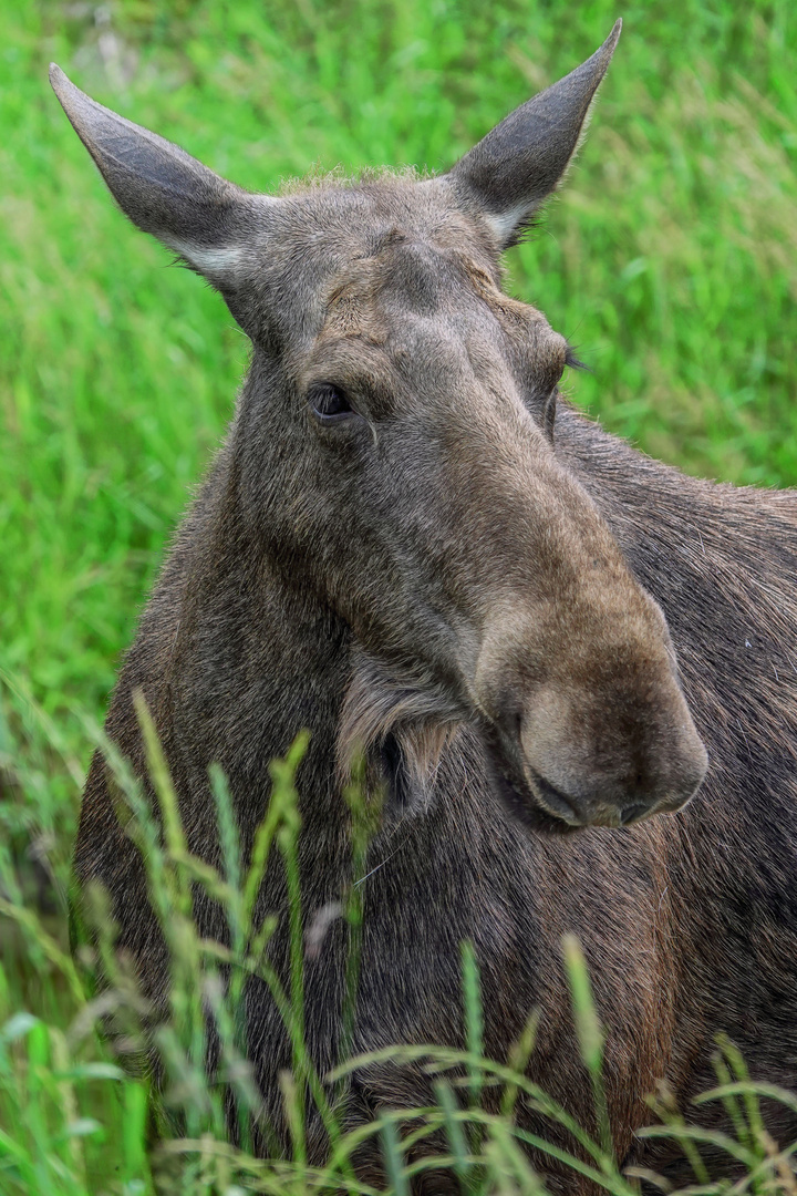 ELCHPORTRAIT