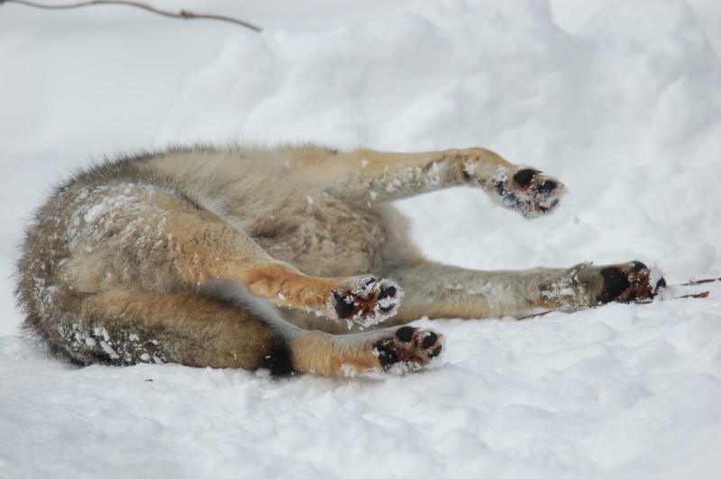 Elchtest im Wolfsgehege