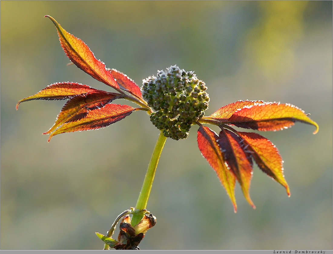 Elder in the beginning of May