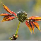 Elder in the beginning of May