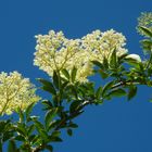 Elderberry flowers