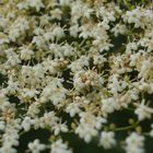 Elderflowers