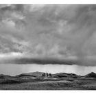 Eldhraun Trees 1 | Iceland