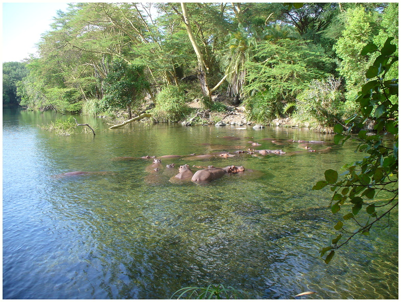 Eldorado für Hippos