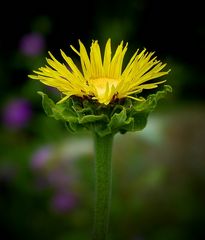 Elecampane