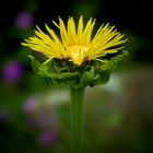 Elecampane