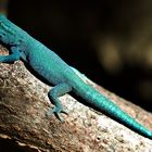 "Electric blue"-Gecko (Lygodactylus williamsi)