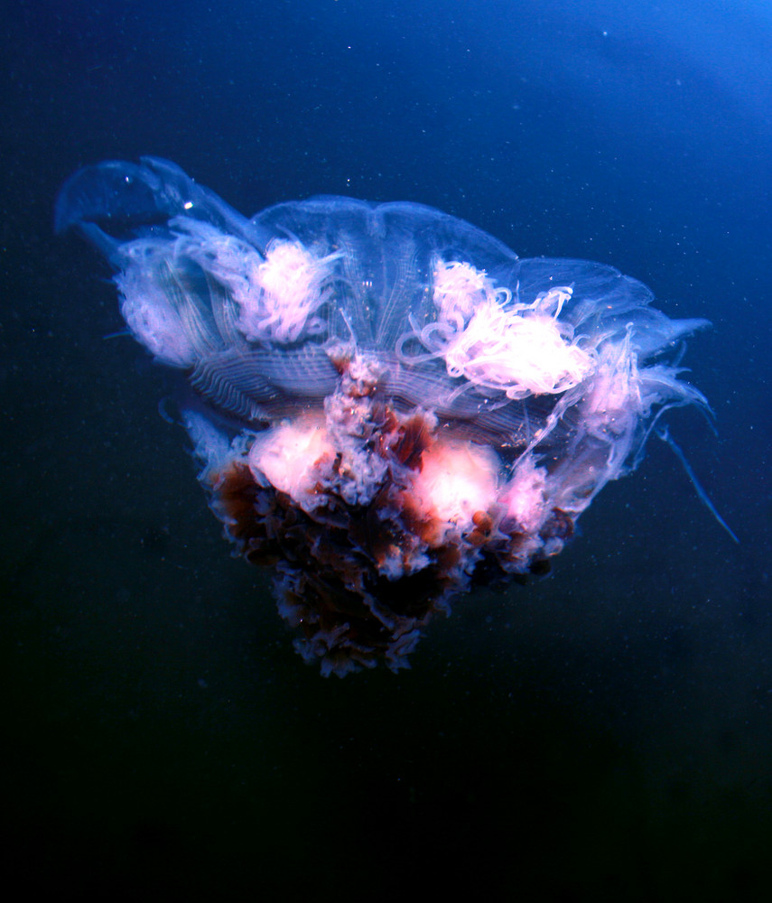 electric color jelly fish