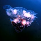 electric color jelly fish