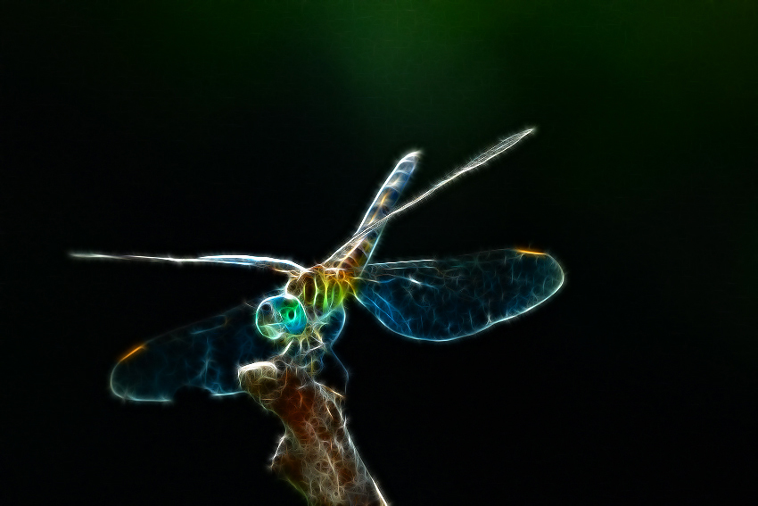 Electric Dragonfly