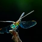 Electric Dragonfly