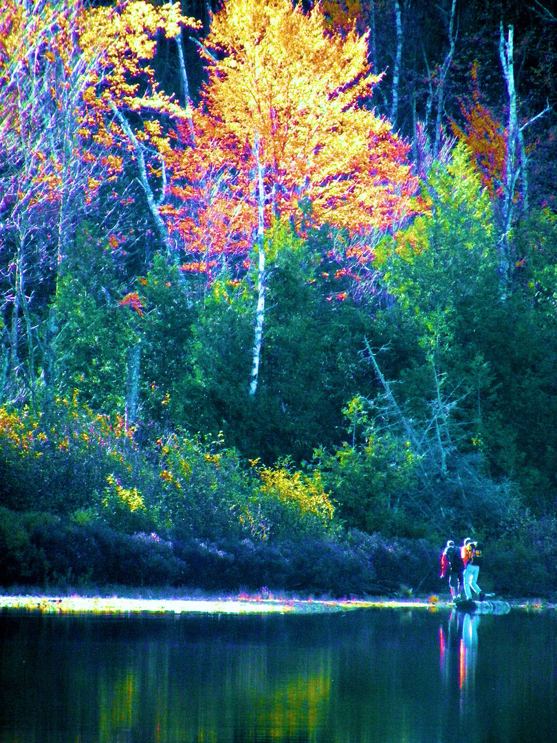 electric forest