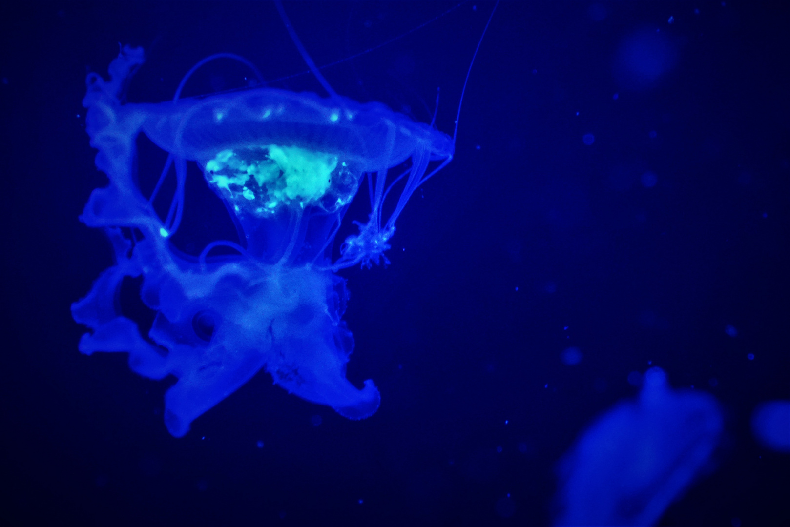 Electric Jellyfish