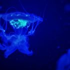 Electric Jellyfish