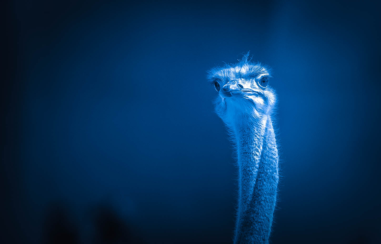 Electric ostrich