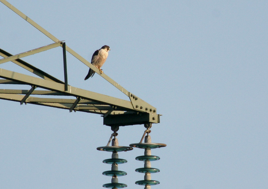 Electric Parakeet