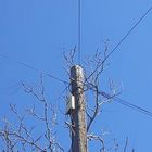 electricity pole touching tree in cyprus limassol